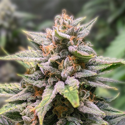 Exploring the Best Marijuana Seeds in Oklahoma A Comprehensive Guide