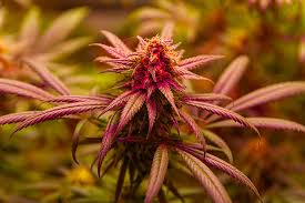 Exploring the Best Marijuana Seeds in Oklahoma A Comprehensive Guide