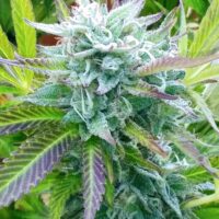 Legality out of marijuana by U S. jurisdiction Wikipedia