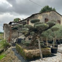 Trino casino no deposit bonus