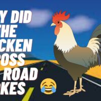 Chicken Road App Download Vinnig game mobile Android & iOS